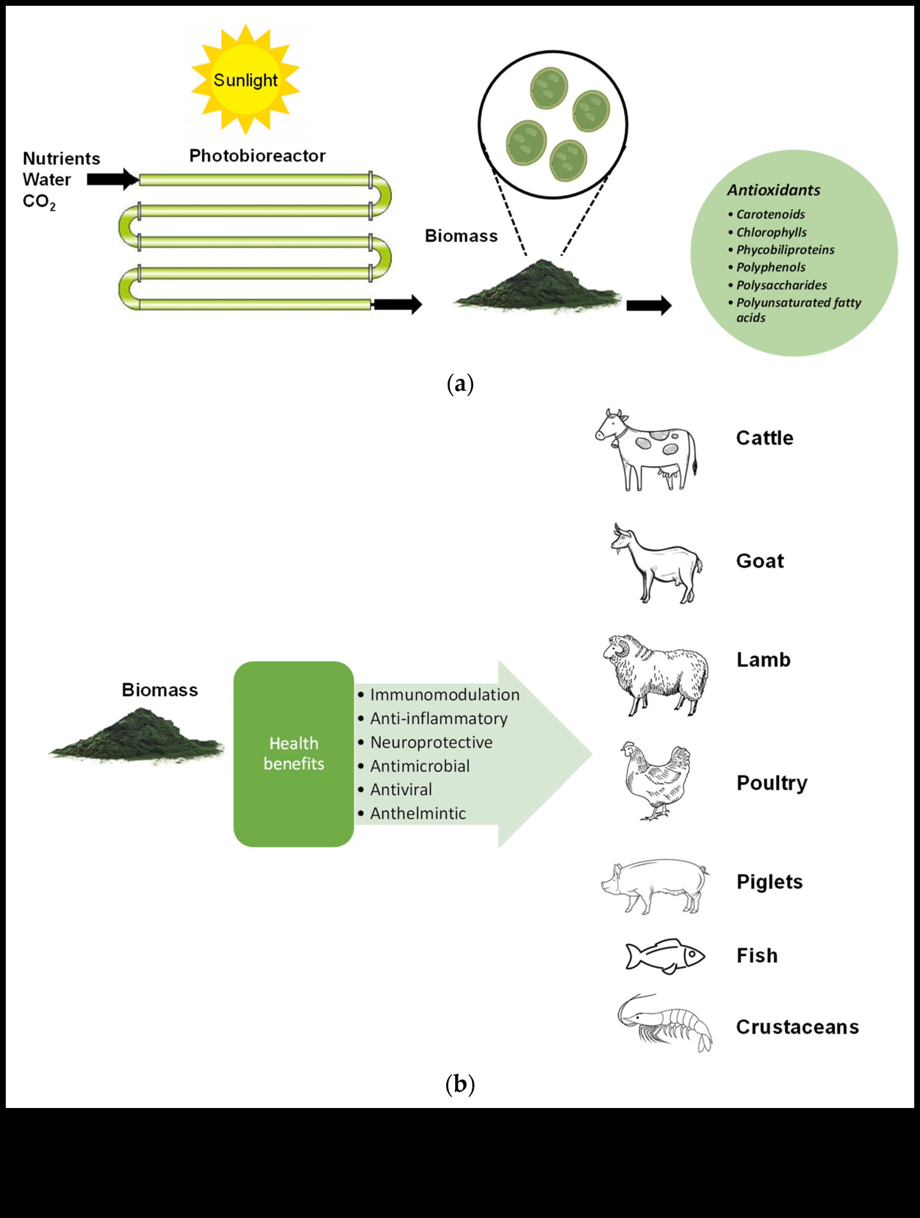 Bioķīmiskā simfonija: uztura zinātnes izpēte