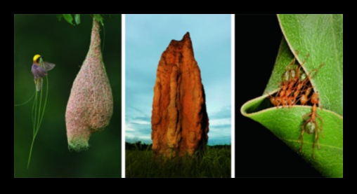 Kāda ir savvaļas dzīvnieku nozīme dabas ainavās?