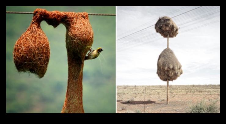 Kāda ir savvaļas dzīvnieku nozīme dabas ainavās?