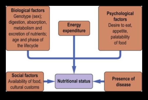 Bioķīmiskais līdzsvars: optimālas uztura veselības atslēga