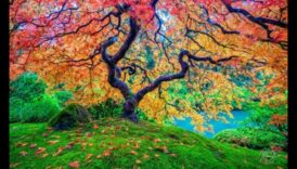 Ainavu simfonija: dabas harmonija katrā kadrā