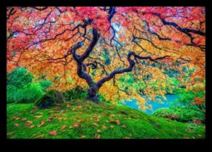 Ainavu simfonija: dabas harmonija katrā kadrā