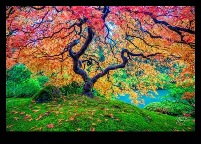 Ainavu simfonija: dabas harmonija katrā kadrā