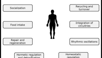 Bioķīmiskais līdzsvars: optimālas uztura veselības atslēga